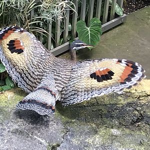 North Carolina Zoo: Sunbittern Display