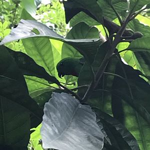 North Carolina Zoo: Blue-Crowned Hanging Parrot