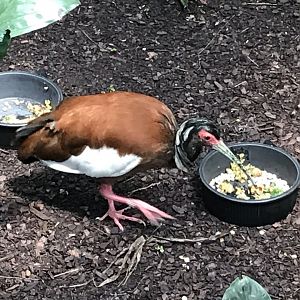 North Carolina Zoo: Madagascar Ibis