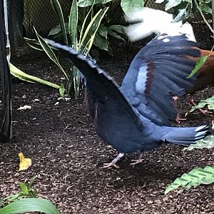North Carolina Zoo: Victoria Crowned Pigeon scaring off Madagascar Ibis