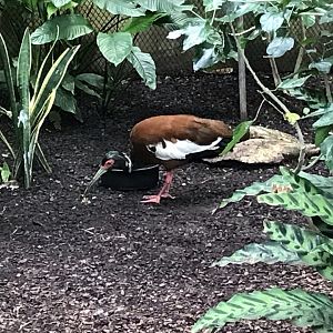 North Carolina Zoo: Madagascar Ibis