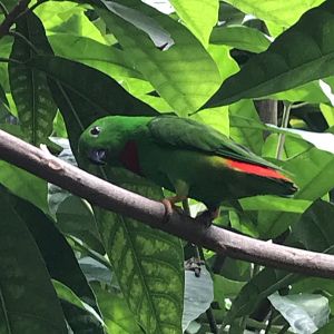 North Carolina Zoo: Blue-Crowned Hanging Parrot