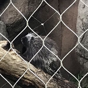 North Carolina Zoo: North American porcupine