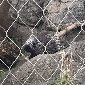North Carolina Zoo: North American porcupine