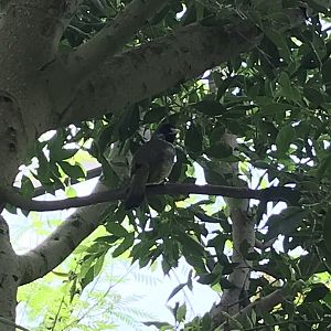 North Carolina Zoo: Collared Finchbill