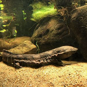 Chinese Giant Salamander
