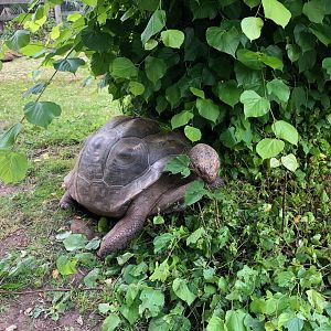 Galapagos Giant Tortoise