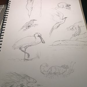 Assortment of Asian animals