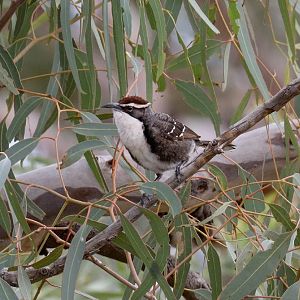 Chestnut-crowned Babbler