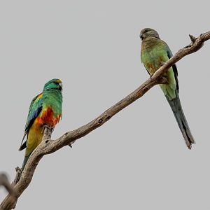 Mulga Parrots