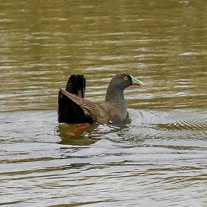 Black-tailed Nativehen