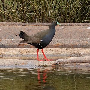 Black-tailed Nativehen