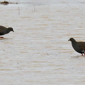 Black-tailed Nativehen
