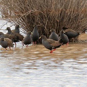 Black-tailed Nativehens