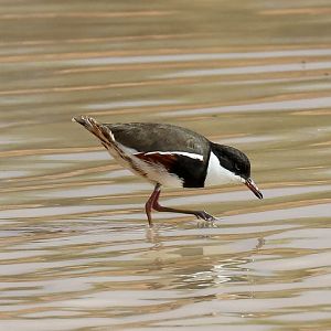 Red-kneed Dotterel