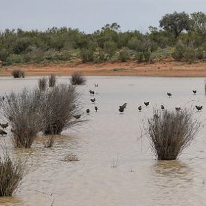 Black-tailed Nativehens