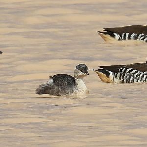 Hoary-headed Grebe and Pink-eared Ducks