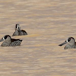 Pink-eared Ducks