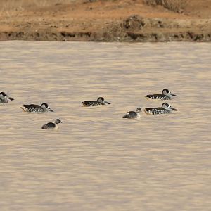 Pink-eared Ducks