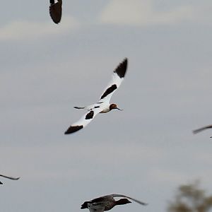 Red-necked Avocet in flight