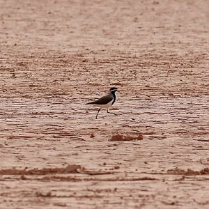 Banded Lapwing