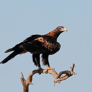 Wedge-tailed Eagle