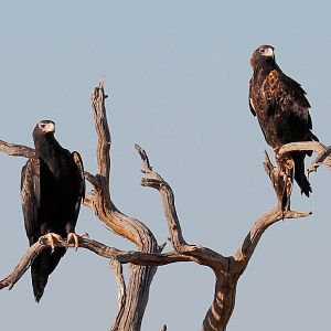 Wedge-tailed Eagles