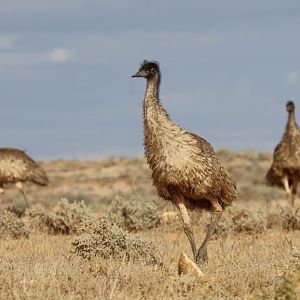 Emus