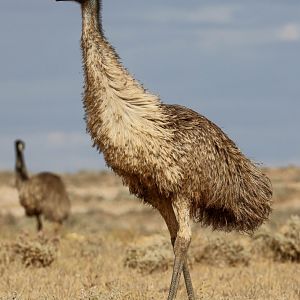 Emu