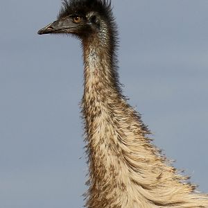 Emu