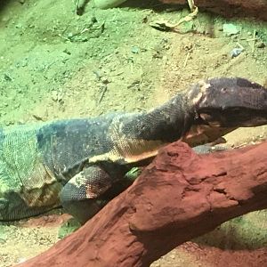 Lace Monitor (Varanus varius)
