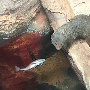 Common Dwarf Mongoose (Helogale parvula) with dead fish
