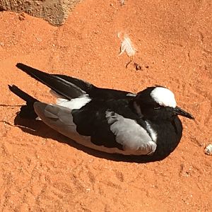 Blacksmith Plover (Vanellus armatus)