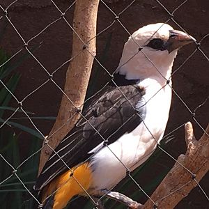 White-Headed Buffalo Weaver (Dinemellia dinemelli)