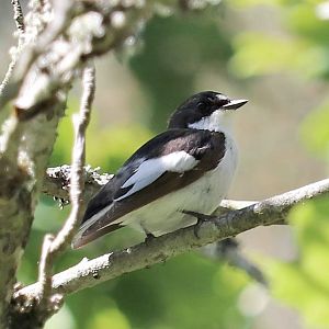 European pied flycatcher (Ficedula hypoleuca hypoleuca)