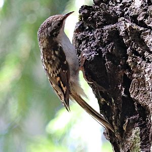 Eurasian treecreeper (Certhia familiaris familiaris)