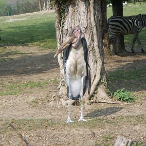 Marabou stork [2000's]