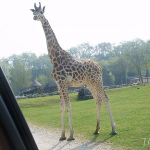 Giraffe [2000's]