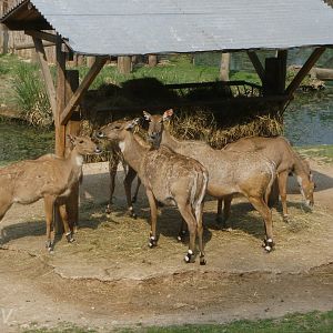 Nilgais [2000's]