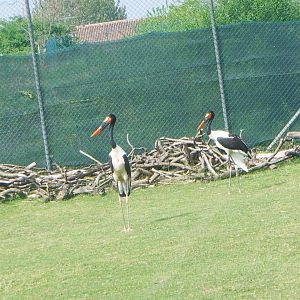Saddle-billed storks [2000's]
