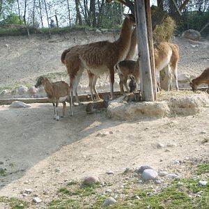 Guanacos and mouflons [2000's]