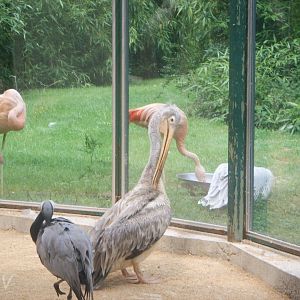 Pink-backed pelican [2005]