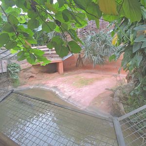 West African crocodile exhibit [2016]