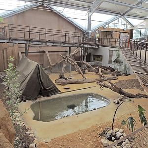 Komodo dragon exhibit [2016]