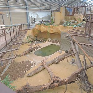 Komodo dragon exhibit [2016]