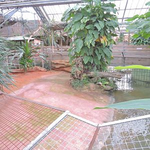 West African crocodile exhibit [2016]