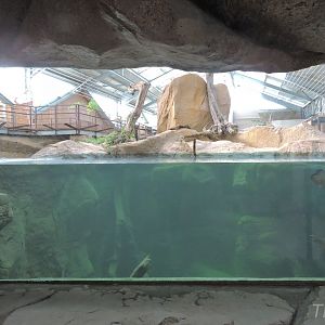 Python Island tank [2016]