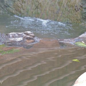 False gharial [2016]