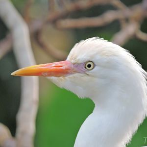 Western cattle egret [2016]