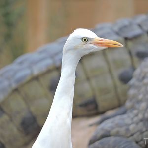 Western cattle egret [2016]